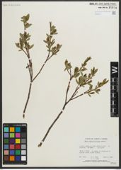 Foto von Salix myrtillifolia Anderson